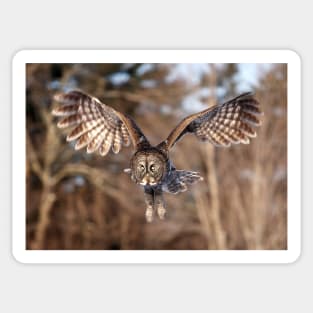 Great Grey Owl swoops down Sticker